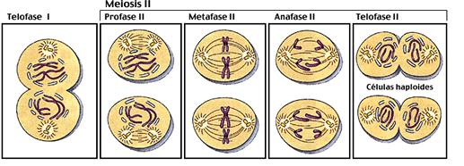 Meiose Telófase I No final desta fase, ocorre a citocinese (divisão do citoplasma), separando as duas células-filhas