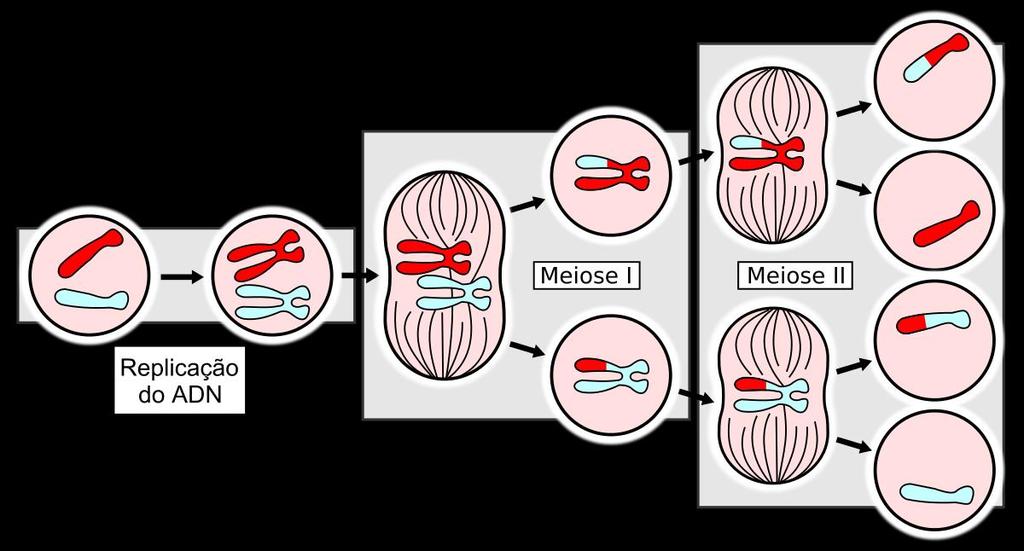 Divisão celular Já na meiose, a divisão de uma célula-mãe 2n gera células-filhas n, geneticamente