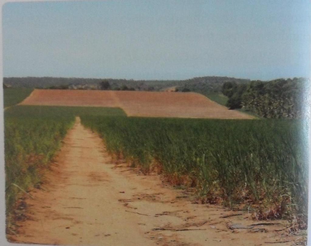 Plantação de cana-deaçúcar em solo de massapê, formado pelo gnaisse, na Zona da Mata, em Coruripe (AL,