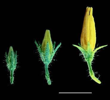 de 70 dias, com a presença de flores, as pétalas e sépalas foram avaliadas em três estágios de crescimento (Figura 2). I II III Figura 2 Botões florais de L.