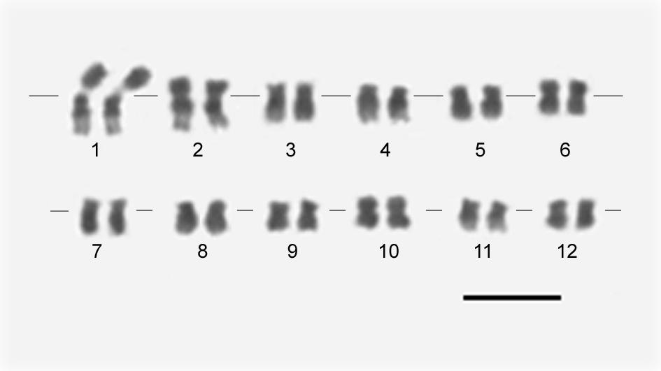 Figura 2 - Cromossomos metafásicos da planta normal de L. esculentum acesso BGH 160, pré-tratados com APM 3 µm por 14 h e corados com a solução Giemsa por 3 min.