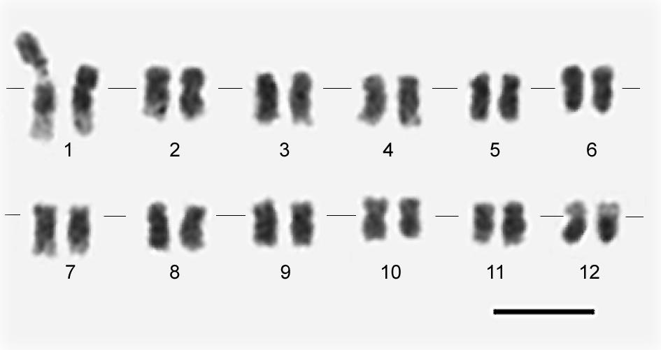 Já a análise citogenética da planta anormal de L. esculentum acesso BGH 160 revelou a presença de uma deleção no braço curto em um dos cromossomos homólogos do par 1 (Figuras 3 e 4).