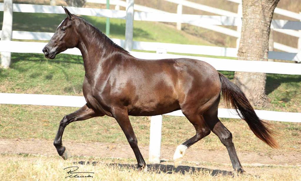 30 ANIMAL OFICINA PONTAL Fator da Cavarú-Retã x Itaúna Pontal Oficina Pontal, potra tirada na cabeceira do plantel do Haras Pontal!