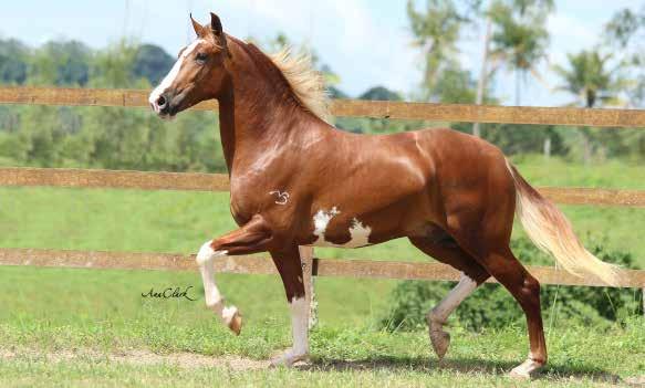 36A ANIMAL TANGO SERTÃ DO PARAÍSO Agadez do Quociente x Fortuna do Paraíso Tango Sertã do Paraíso é extra! Em sua única participação em pista, sagrou-se Campeão Potro Mirim em Gravatá 2017.