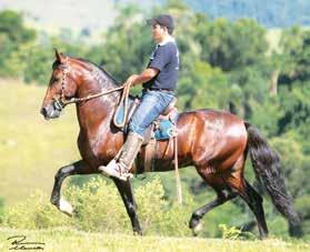 Grande Campeão Nacional Adulto da Raça 2014 e Campeão Nacional Cavalo Adulto 2012, Res.