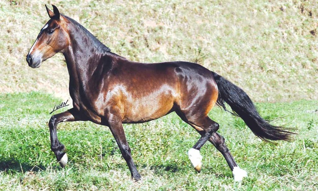 03A EMBRIÃO BALADA DA LINDA BOA ESPERANÇA Angaí Turbante x Gaita M.P.S. O Haras Sabe disponibiliza um embrião da supercampeã de pista, Balada da Linda Boa Esperança.