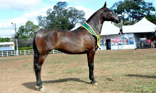 13B ÓVULO PAISAGEM DA VENEZA Argos das Minas Gerais x Harmonia Doutrabanda Óvulo da Campeã Nacional, Paisagem da Veneza, cruzamento de Argos das Minas