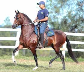 Marcha e Reservado Campeão Nacional Cavalo Júnior Maior 2017.