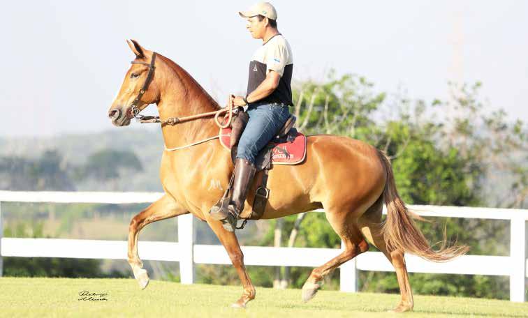 32 EMBRIÃO SINA MEAÍPE Nativo Meaípe x Odisséia Meaípe EMBRIÃO POR Ulisses Meaípe Embrião da sensacional Sina