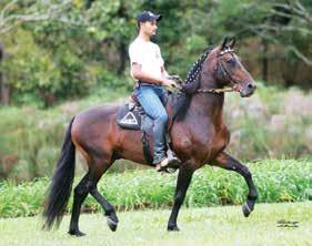 Embrião à coletar, fruto do acasalamento dos Campeões