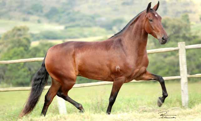 01 ANIMAL ALIANÇA SERRA BELA Iguaçu do Expoente x Aliança do Quartzo Atual Reservada Campeã Nacional Égua Jovem Maior de Marcha e Primeiro Prêmio Nacional Égua Jovem Maior de Categoria.