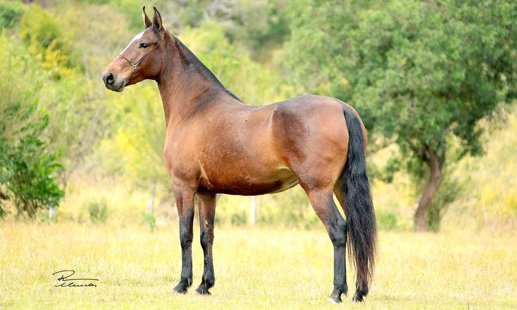 05 ANIMAL ESCÓCIA CAXAMBUENSE Guaritá Seara Dourada x Zita Caxambuense Égua castanha, filha do extraordinário reprodutor Guaritá Seara Dourada, pai de diversos campeões, entre eles, Teorema da