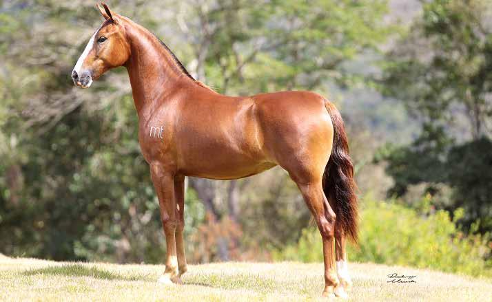 07A ANIMAL BARRA MTOSTES Galante do Expoente x Meiga DBG Potra extraordinária, filha da fenomenal Meiga DBG, portanto, irmã da Campeã Nacional 2017, Tezoura DBG.