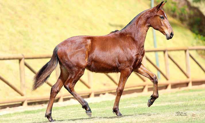 07B ANIMAL CHANNEL MTOSTES Teorema da Morada Nova x Meiga DBG Filha da fenomenal Meiga DBG, irmã da Campeã Nacional 2017, Tezoura DBG.