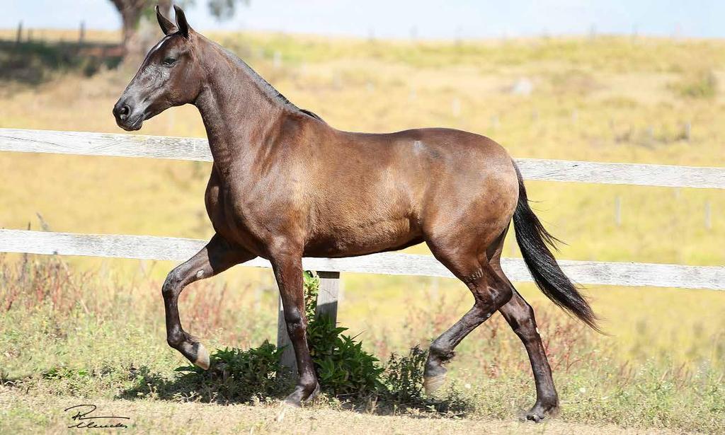 08B ANIMAL CATRINA ELFAR Talento Elfar x Sapucaí do Porto Palmeira Oportunidade de se tornar sócio do Haras Elfar com esta potra Campeã de pista filha de Talento Elfar e Campeã das Campeãs Nacional