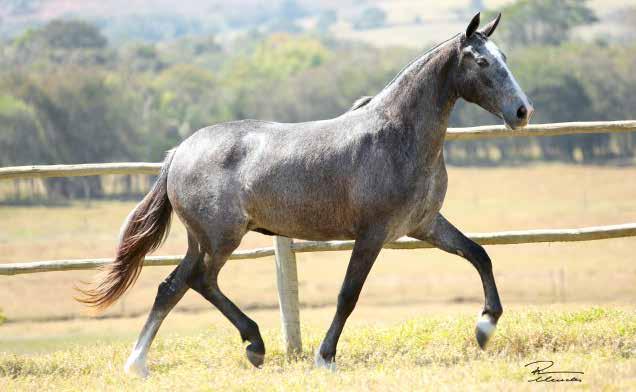 09A ANIMAL CAMÉLIA SERRA BELA Lótus da Catimba x Jarra das Minas Gerais Camélia Serra Bela é filha do Campeão dos Campeões Nacional, Lótus da Catimba, com Jarra das Minas