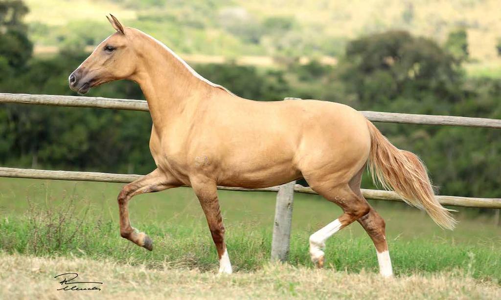 09B ANIMAL CHARMOSA SERRA BELA Fator da Cavarú-Retã x Papaia da Catimba Charmosa Serra Bela é filha de Fator de Cavarú-Retã com Papaia da Catimba, linda e