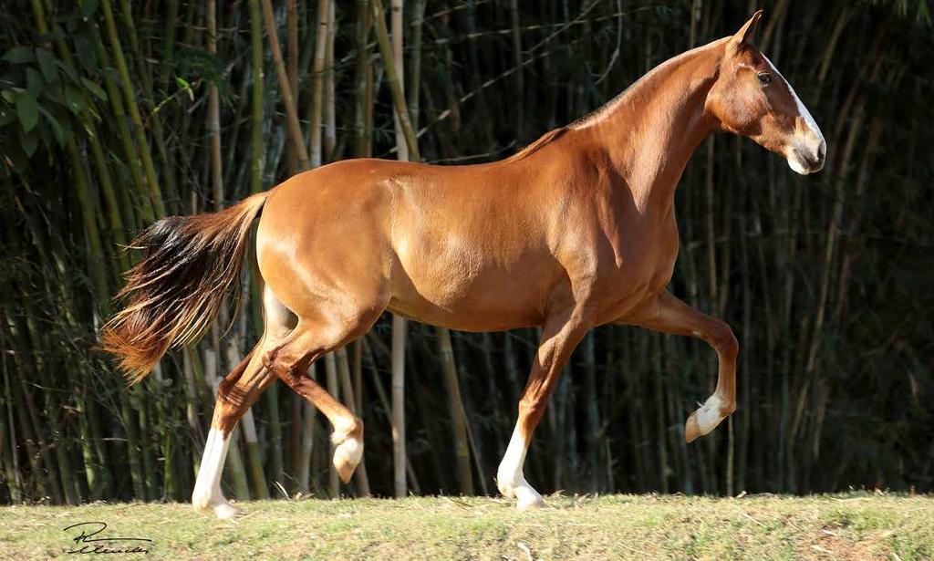 10B ANIMAL CANASTRA CAPIM SANTO Lobo da Pedra Verde x Espanha D2 Extra de andar! Canastra Capim Santo vem por Lobo da Pedra Verde e Espanha D2.