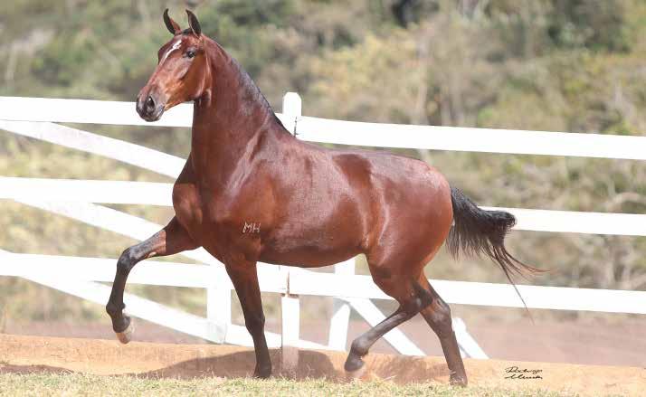 14 ANIMAL GRIFE DO MH Holandês RRC x Vertigem da Santa Esmeralda O Haras MH apresenta uma de suas grandes potras de pista!