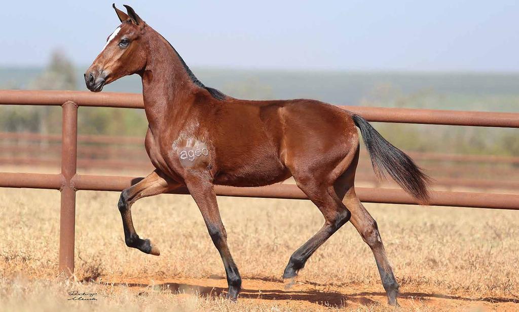 18 ANIMAL HUNGRIA AGÉO Arizona da Morada Nova x Polônia AGÉO Linda potra castanha, com muito potencial para disputar as mais pesadas provas, pois, além de bela, é genuína de marcha.