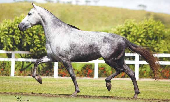 24 ANIMAL NEGRA DA ALDEIA Tigrão Kafé x Argônia Itambi da Stellamaris Doadora de grande destaque na raça, uma filha de Tigrão com Argônia, um cruzamento certeiro!