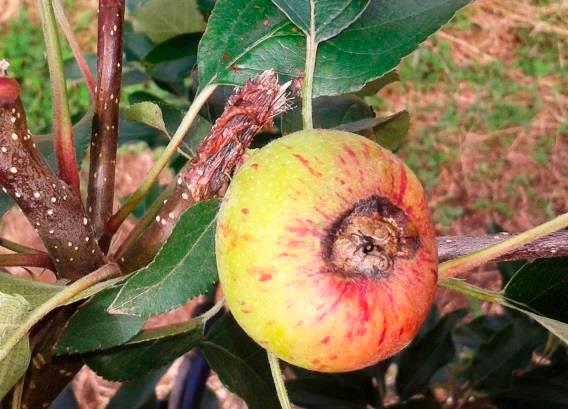 estudo de uma doença que afeta um ou mais cultivos agrícolas, a interação patógeno-hospedeiro é comumente representada de forma esquemática.