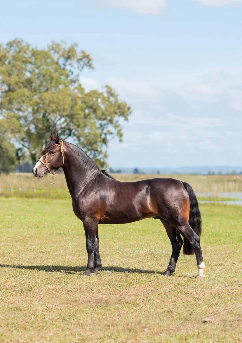 Mais Um Ilustre LOTE 12 Xirú Res. Gr.