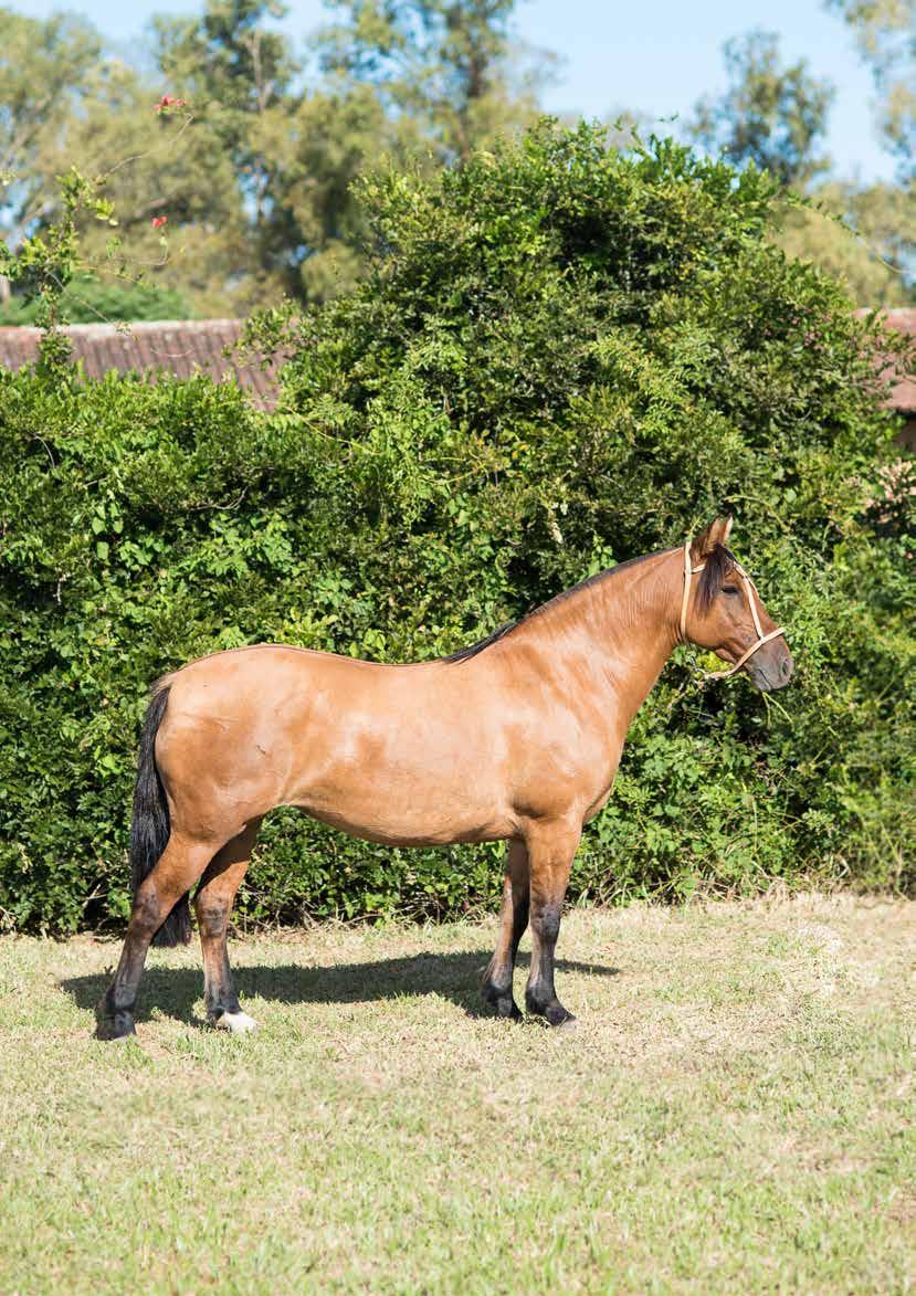 LOTE 21 J A Fala Sério Tinajera Buen Abrigo Finalista do Freio 2006 J A Quiromância Curitoro Facón San Pedro Vigorosa J A Invernada Los Tilos Sembrador Curitoro Banducha San Pedro Huaso Chilenero