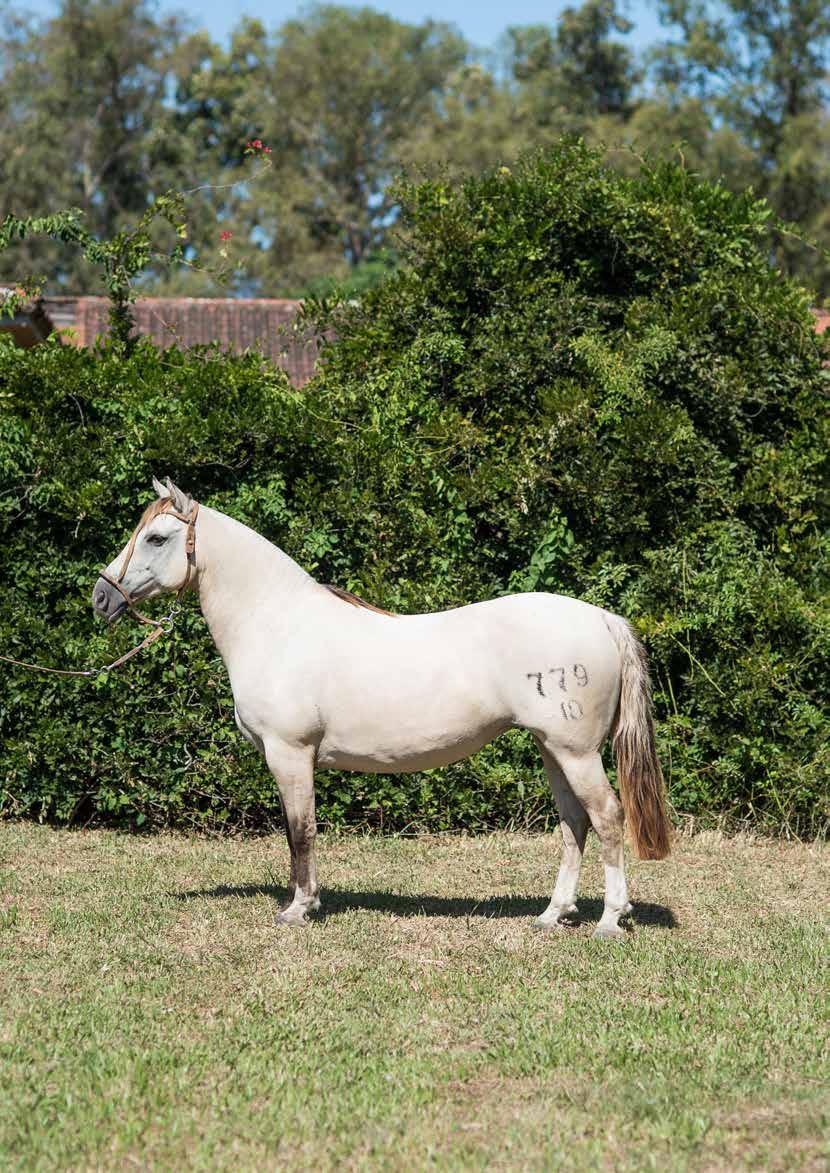 LOTE 31 Gemada do Capão Grande Tinajera el Alcalde Importado da Argentina AD Deputada Tinajera el Naranjo Campeón Corral de Aparte Tinajera No Sé Cuando San Daniel el Diantre AD Rapadura Aculeo