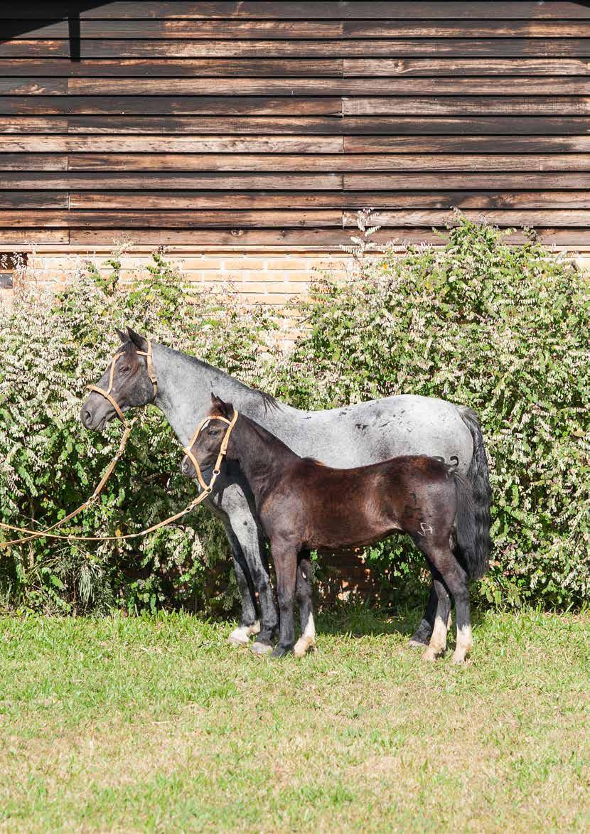 LOTE 41 J A Grisalha Rodopio 4 vezes finalista do Freio Grande Campeão de Pelotas J A Venta em Fogo Huifquenco Tranquilla Muticura Sin Suerte J A Propina Tañido Trampolín Del Oeste Diferente