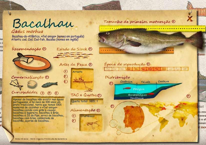 em de s relevantes Exportação (20016) Bacalhau Gadus morhua Existem outras espécies de bacalhau, que parecem não ser tão populares em, tais como o bacalhau-da-gronelândia (Gadus ogac), o
