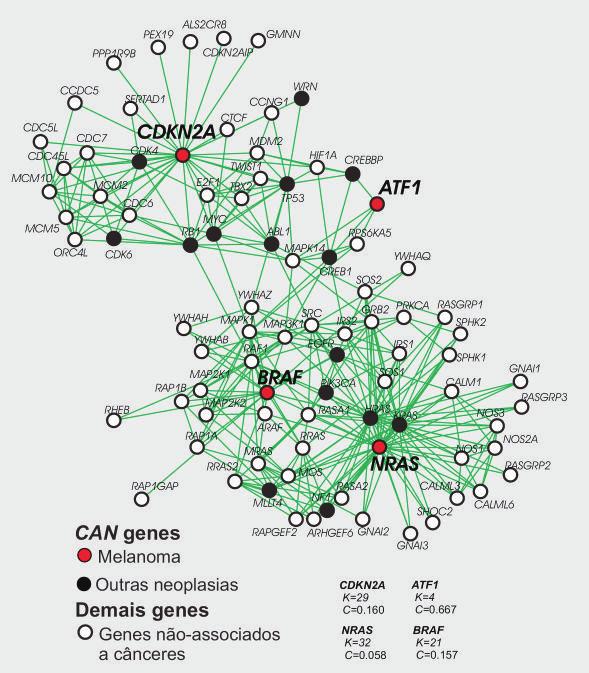 Figura 1 - Redes de interação protéica de genes causalmente associados ao desenvolvimento de melanoma.