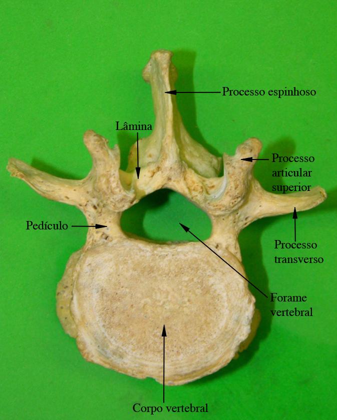 Figura 2.