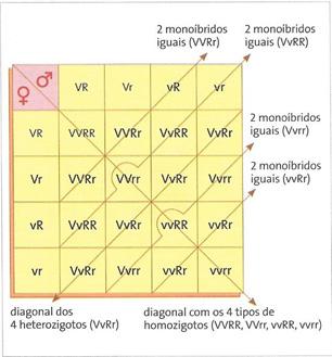 Figura 2: Quadrado de Punnett Fonte: Linhares e Gewandsznajder (2013). A proporção genotípica do cruzamento de dois di-híbridos é 1:2:1:2:4:2:1:2:1.