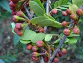 Esta espécie, de distribuição neotropical e que pertence a um gênero monoespecífico, ocorre naturalmente em três áreas das Américas Central e do Sul, mas no