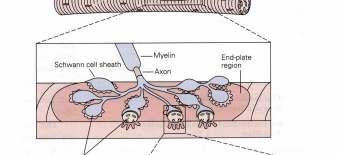 Junção Neuromuscular Sinapse entre 1 fibra nervosa e 1 fibra muscular Ocorre na