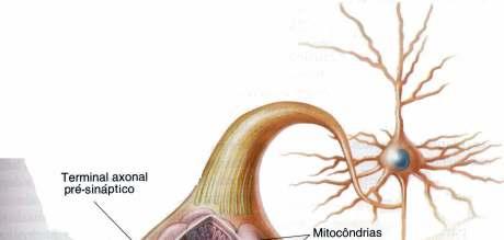 Sinapses centrais Sinapses entre neurônios Ocorrem convergência e