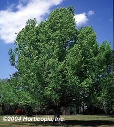 Métodos dos transectos Chesnut oak