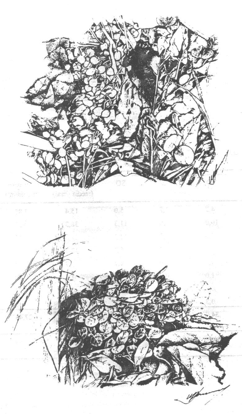Métodos dos transectos Recrutamento de plântulas de Genipa americana (Rubiaceae) em