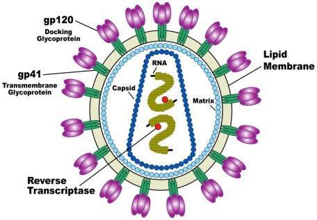 Vírus Oncogênicos - RNA Vírus Vírus linfotrópico de célula T humana (HTLV-1; HTLV-2) Vírus de sarcoma de gatos, galinhas e roedores