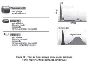 Fisiologia Básica originados na cabeça são conduzidos principalmente pelo V par (trigêmeo) de nervo craniano.