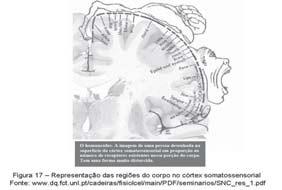 Fisiologia Básica Como a área S-I é a de melhor localização espacial e a mais bem estudada, para que você compreenda melhor a função dessa importante área veremos que caso ocorra uma lesão em S-I