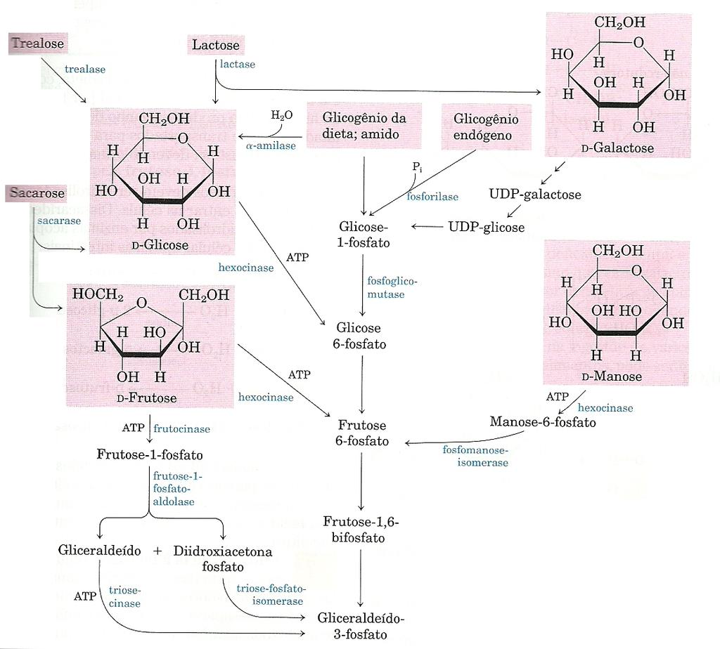 Química de Biomoléculas ENTRADA DE OUTROS CARBOIDRATOS NA GLICÓLISE A via glicolítica centraliza o metabolismo de carboidratos, já que a glicose é de longe o carboidrato mais abundante.