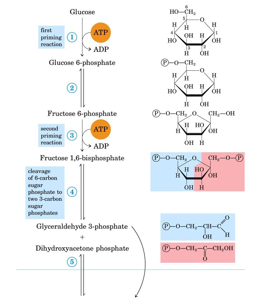 Química de Biomoléculas Figura 03 - Fase preparatória da glicólise. Fonte: NELSON, D. L.