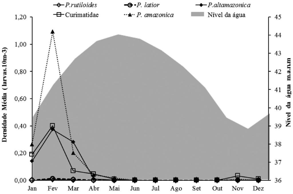 Figura 3: Densidade média de larvas de Curimatidae nos diferentes momentos do ciclo hidrológico de 2013, no trecho baixo do rio Amazonas, Pará (m.a.n.m.= metros acima do nível do mar).