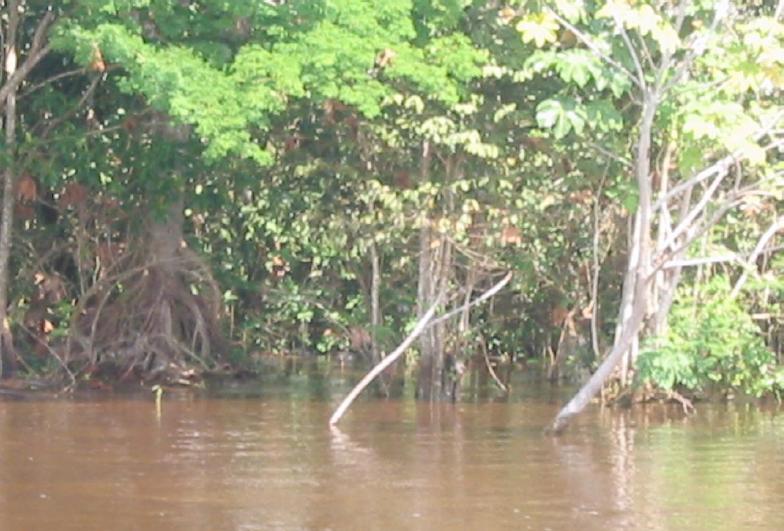 naturais da bacia do Rio Amazonas Subprojeto II.1 