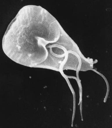 (sarcodino) Agentes etiológicos: Giardíase Giardia lamblia (flagelado) Imagem: