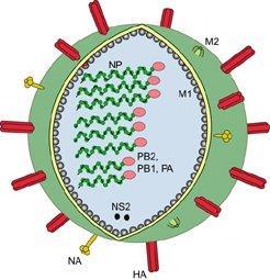 C Contaminação por gotículas eliminadas ao espirrar, tossir ou falar CAUSADAS POR VÍRUS Gripe Agente etiológico: Influenza - diversas variedades Hematoglutinina (H)