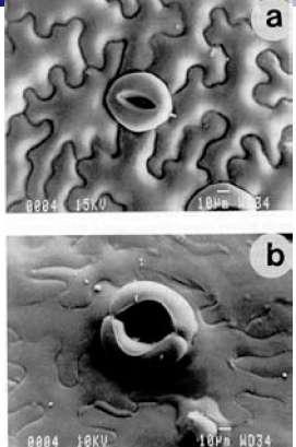 SEM de estômatos de folhas ex vitro (a) e