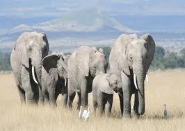 Elefantes Pesquisas provaram que elefantes filhotes que tiveram suas mães caçadas, quando adolescentes formam gagues e destróem tribos humanas.